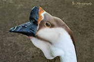 Gänse