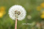 Blumen - Löwenzahn