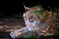 Luchs