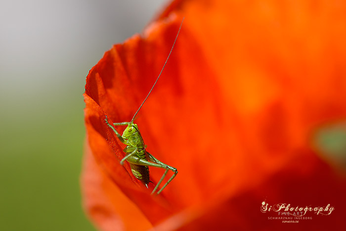 Mohn 102