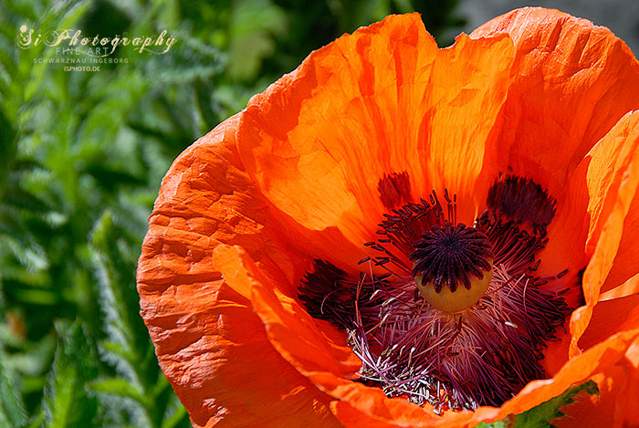 Mohn 28