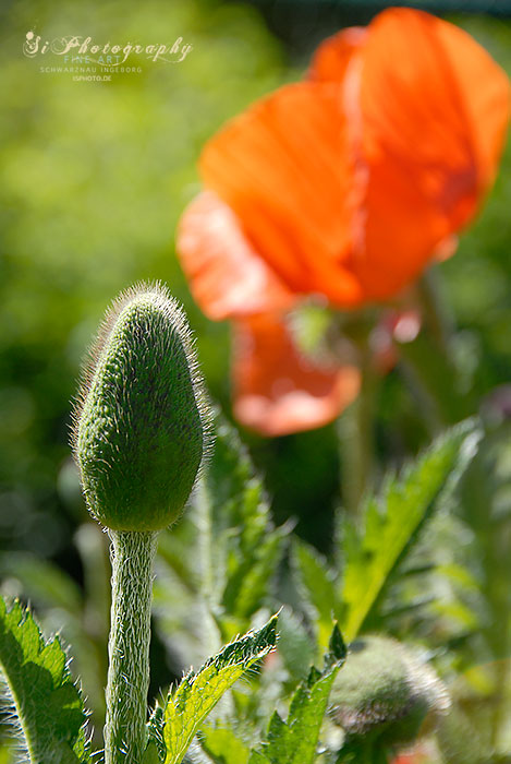 Mohn 30