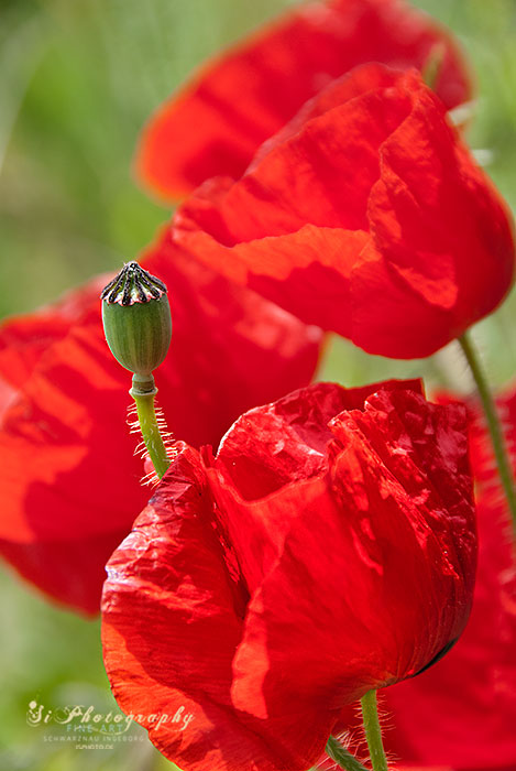 Mohn 33
