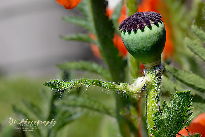 Mohn 99