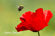 Mohnblumen 2