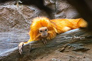 Zoo - Landau
