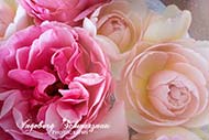 Rosen - pink