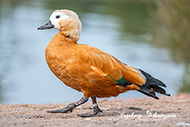 Wasservögel