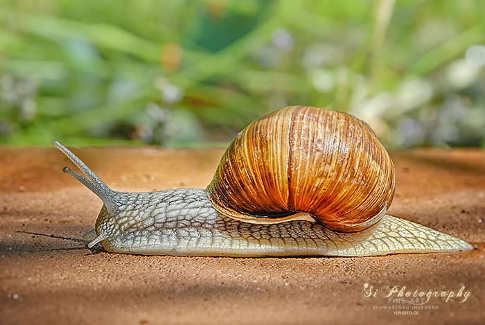 Schnecke 16