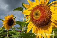 Sonnenblumen
