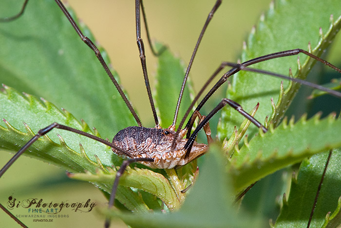 Spinne 51_2