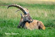 Steinbock