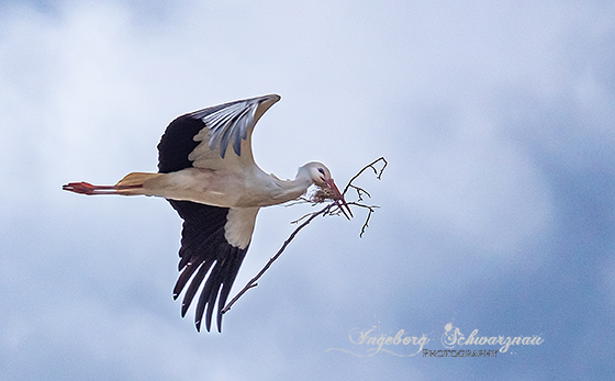 Storch 188