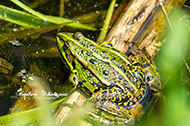 Teichfrosch