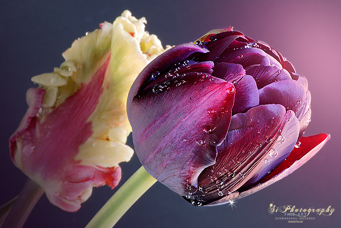 Tulpen 218