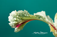 Tulpen 2