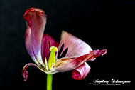 Tulpen 3