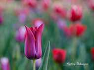 Tulpen 5
