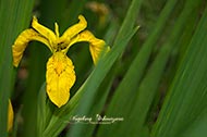 Blumen - Wasserschwertlilie