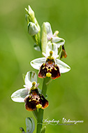 Wilde Orchideen