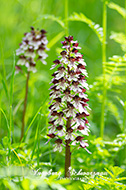Wilde Orchideen