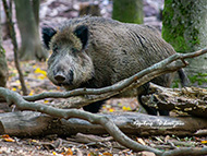 Wildschweine