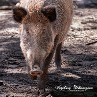 Wildschweine