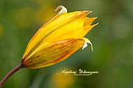 Wildtulpen