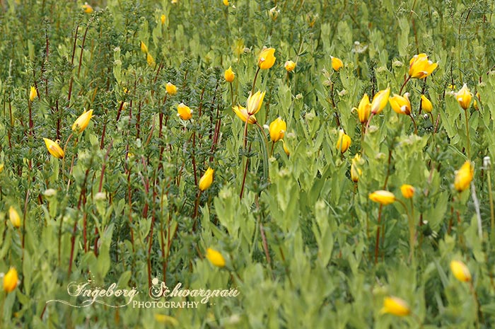 Wildtulpenfeld