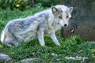 Polarfuchs