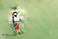 Buntspechte