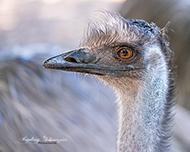 Emu
