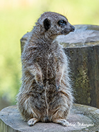 Erdmännchen