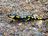 Feuersalamander