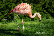 Flamingos