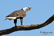 Greifvögel