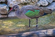 Hagedasch Ibis