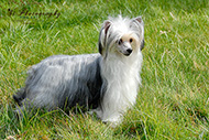 Hunde