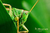 Macro Tiere
