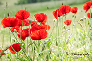 Mohnblumen