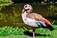 Nilgänse