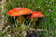 Pilze