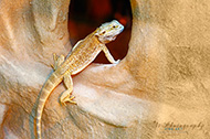 Reptilien
