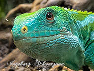 Reptilium Landau
