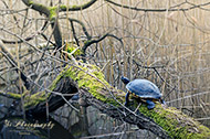 Schildkröten