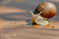 Schnecken