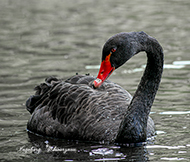 Trauerschwäne