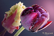 Tulpen