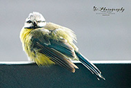Vögel