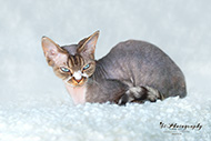 Katzen